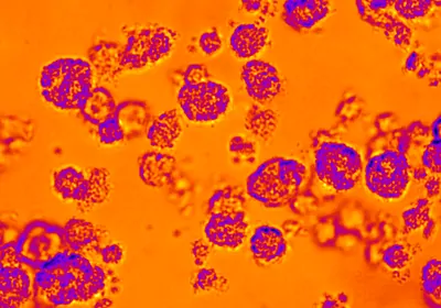 Spherical colonies of <em>Vibrio splendidus </em>bacteria Spherical colonies of <em>Vibrio splendidus </em>bacteria